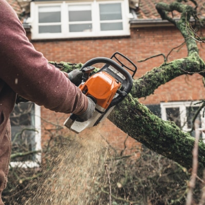 TREE REMOVAL